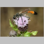 Ammophila sabulosa - Sandwespe 63-w01a 22mm - Sandgrube OS-Wallenhorst.jpg